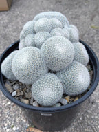 Large White Mammillaria Cluster Specimen Cactus #666