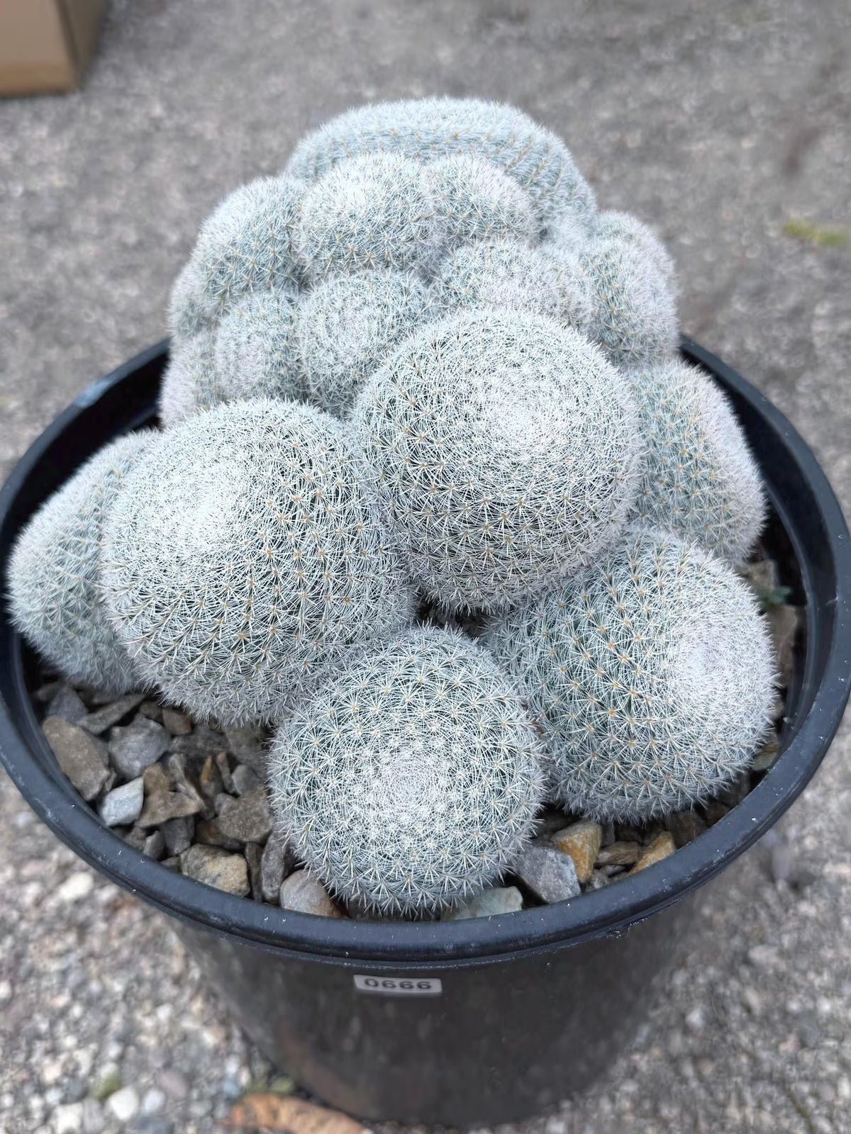 Large White Mammillaria Cluster Specimen Cactus #666