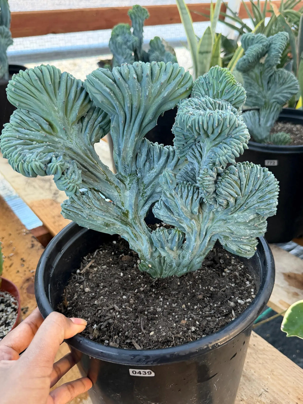 Crested Blue Myrtle Cactus Easy Care Plant #439
