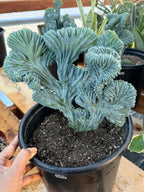 Crested Blue Myrtle Cactus Easy Care Plant #439