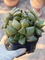Haworthia Fat Albert | Rare Easy Care Succulent | Live Plant