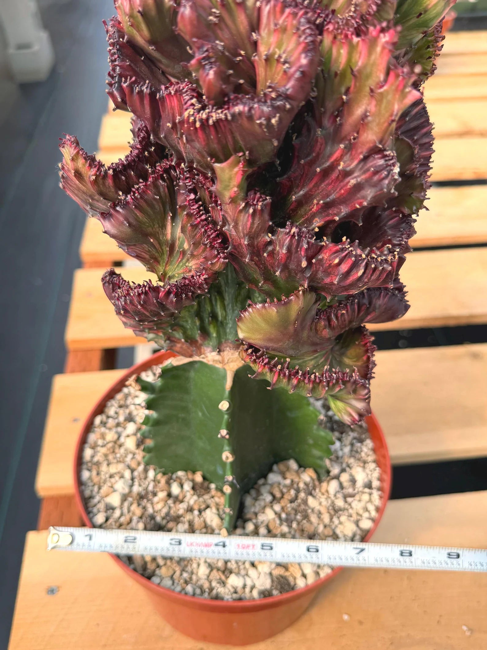 Dark Pink Crested Coral Cactus Euphorbia Lactea #599