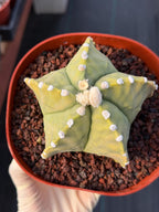 Astrophytum Myriostigma White Dots Seed Grown Cactus #668
