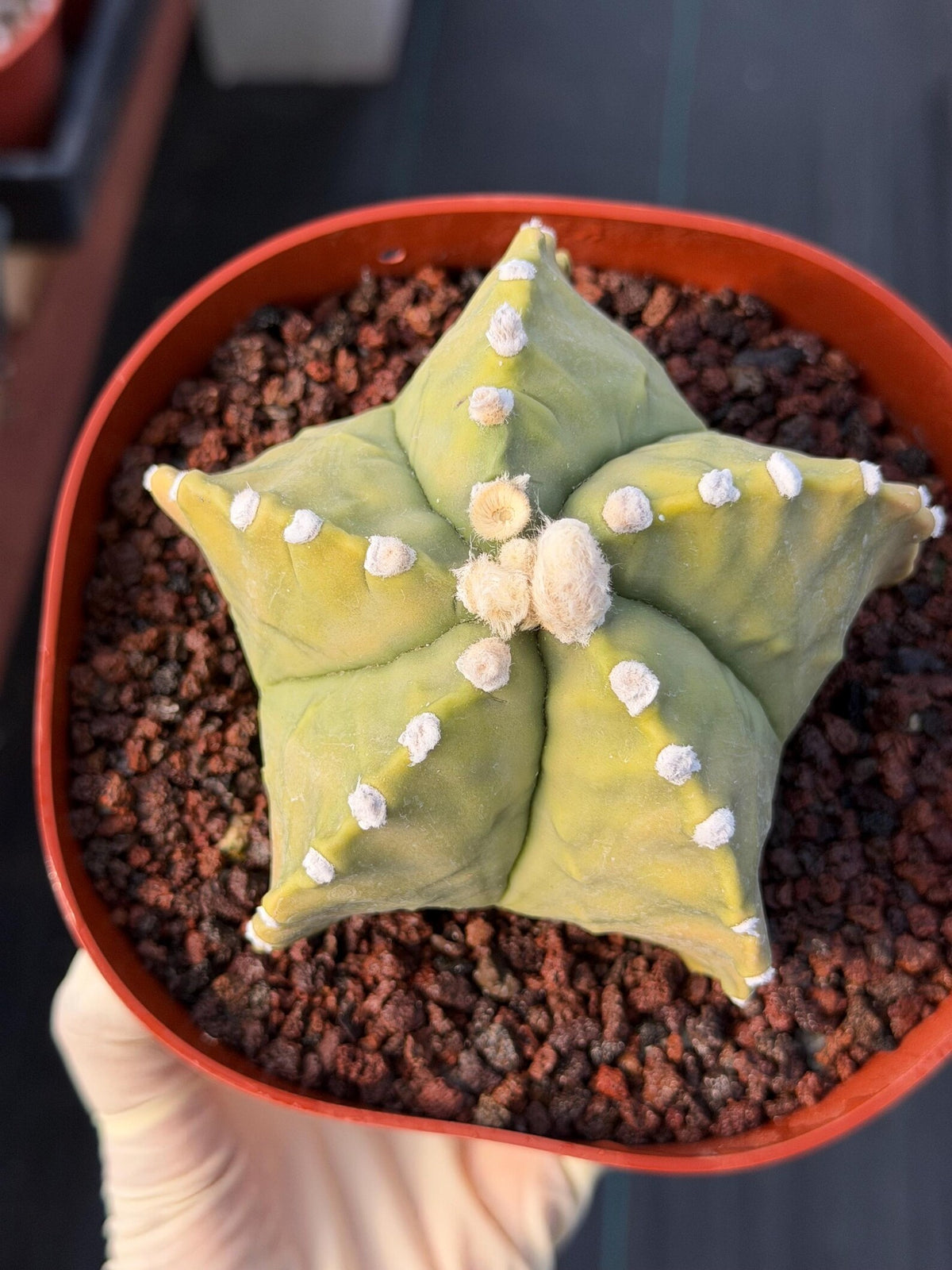 Astrophytum Myriostigma White Dots Seed Grown Cactus #668