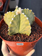 Astrophytum Myriostigma White Dots Seed Grown Cactus #668