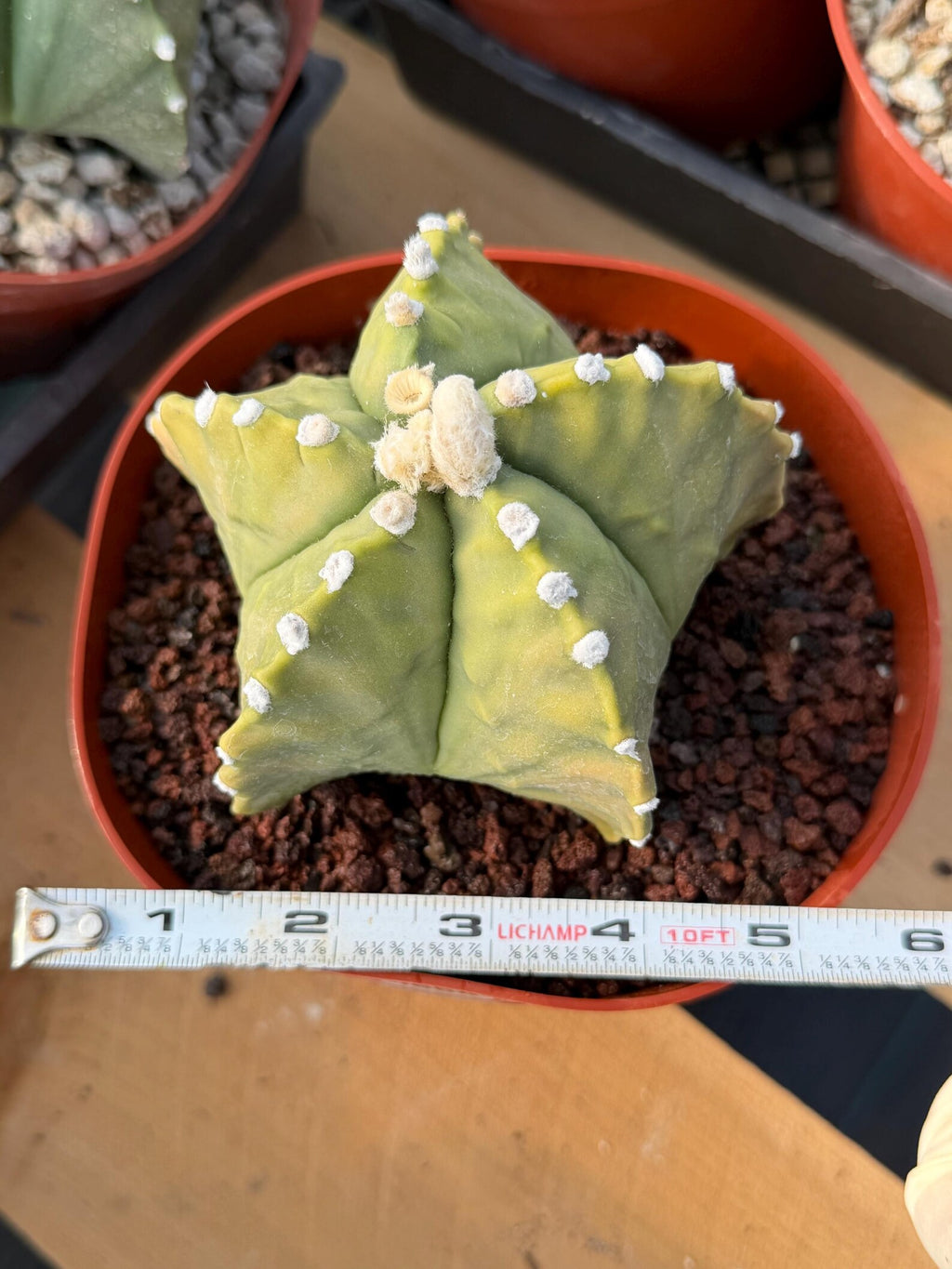 Astrophytum Myriostigma White Dots Seed Grown Cactus #668