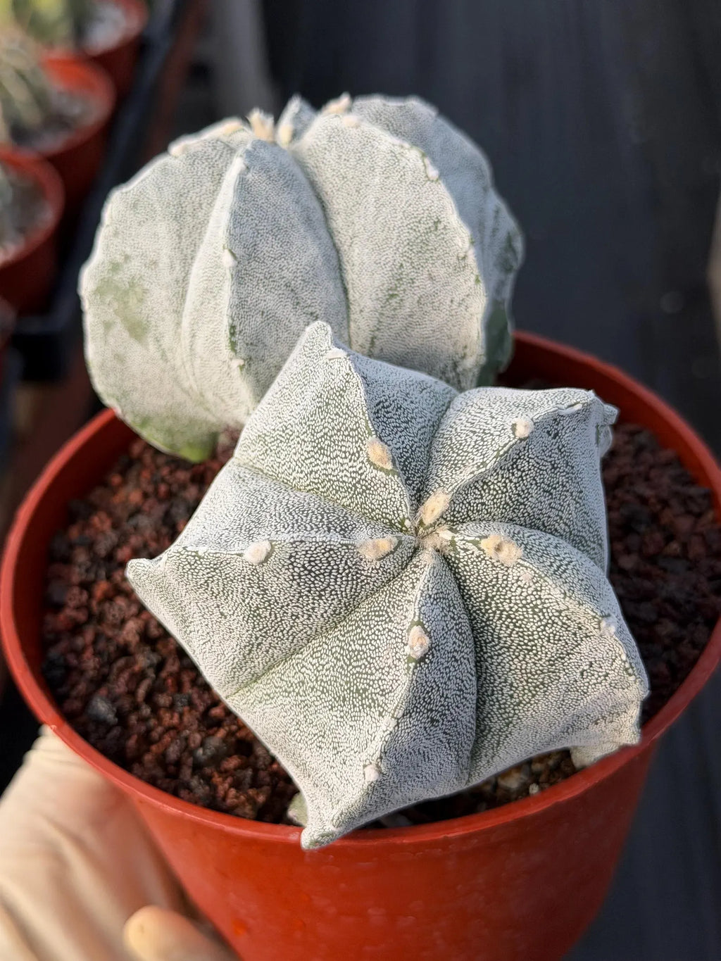 White Form Astrophytum Myriostigma Double Head Cactus #667
