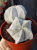 White Form Astrophytum Myriostigma Double Head Cactus #667