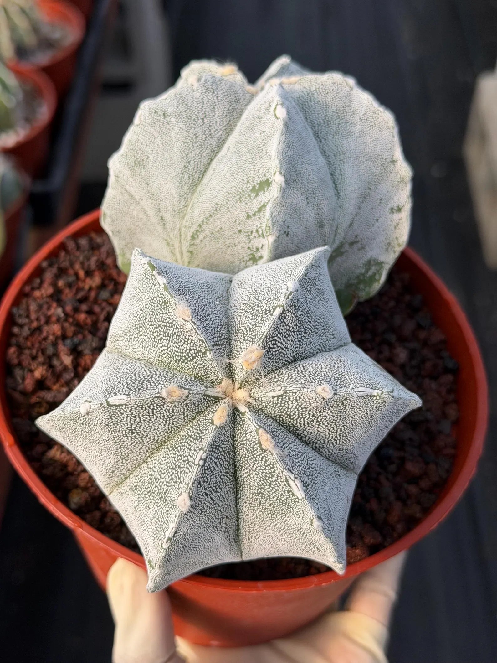 White Form Astrophytum Myriostigma Double Head Cactus #667