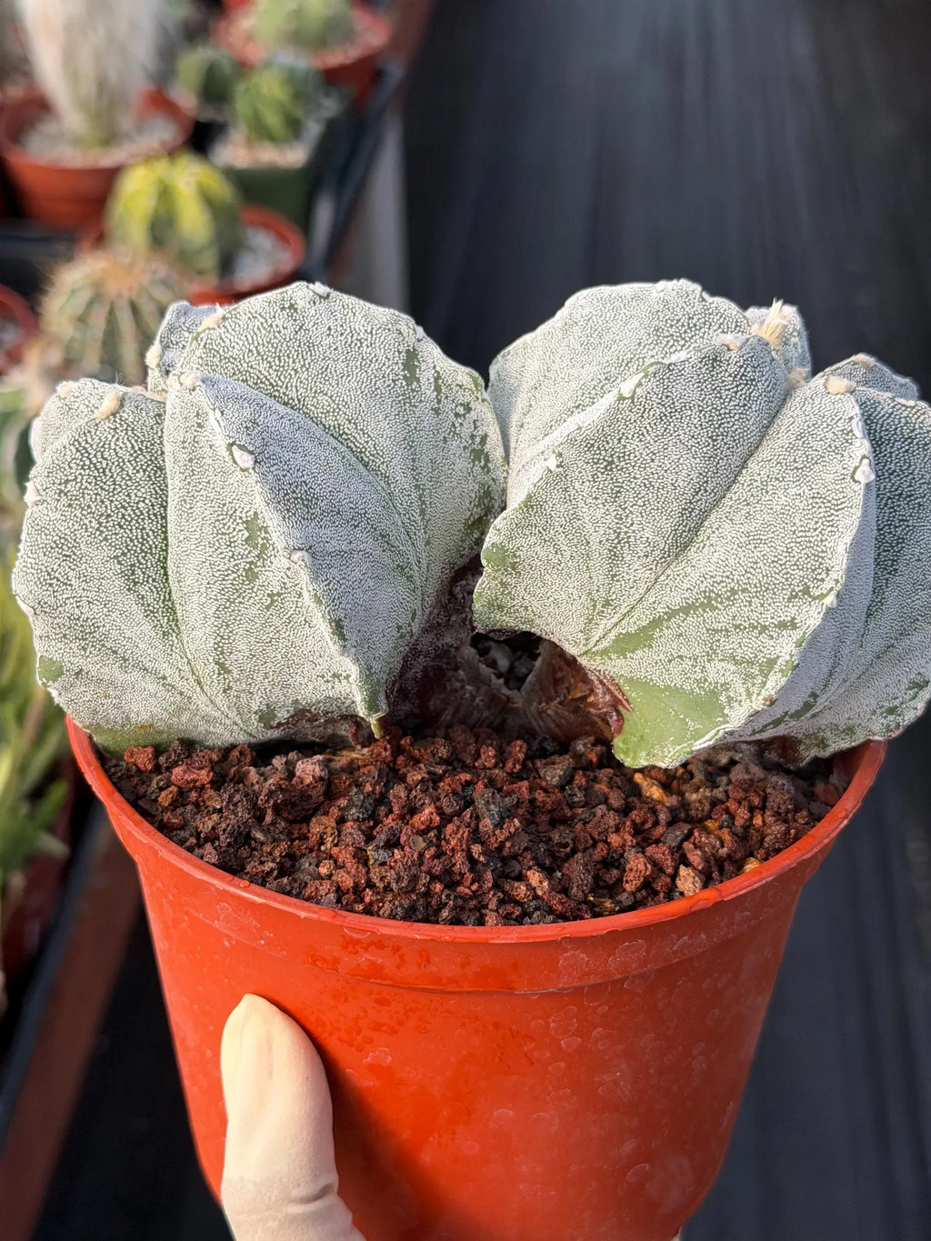 White Form Astrophytum Myriostigma Double Head Cactus #667