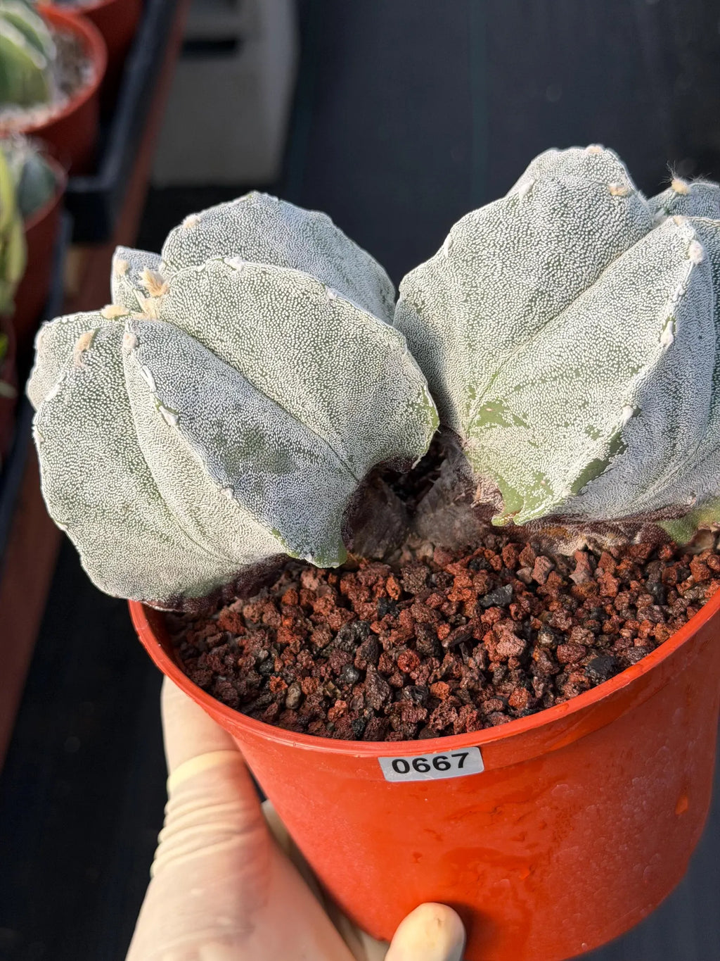 White Form Astrophytum Myriostigma Double Head Cactus #667