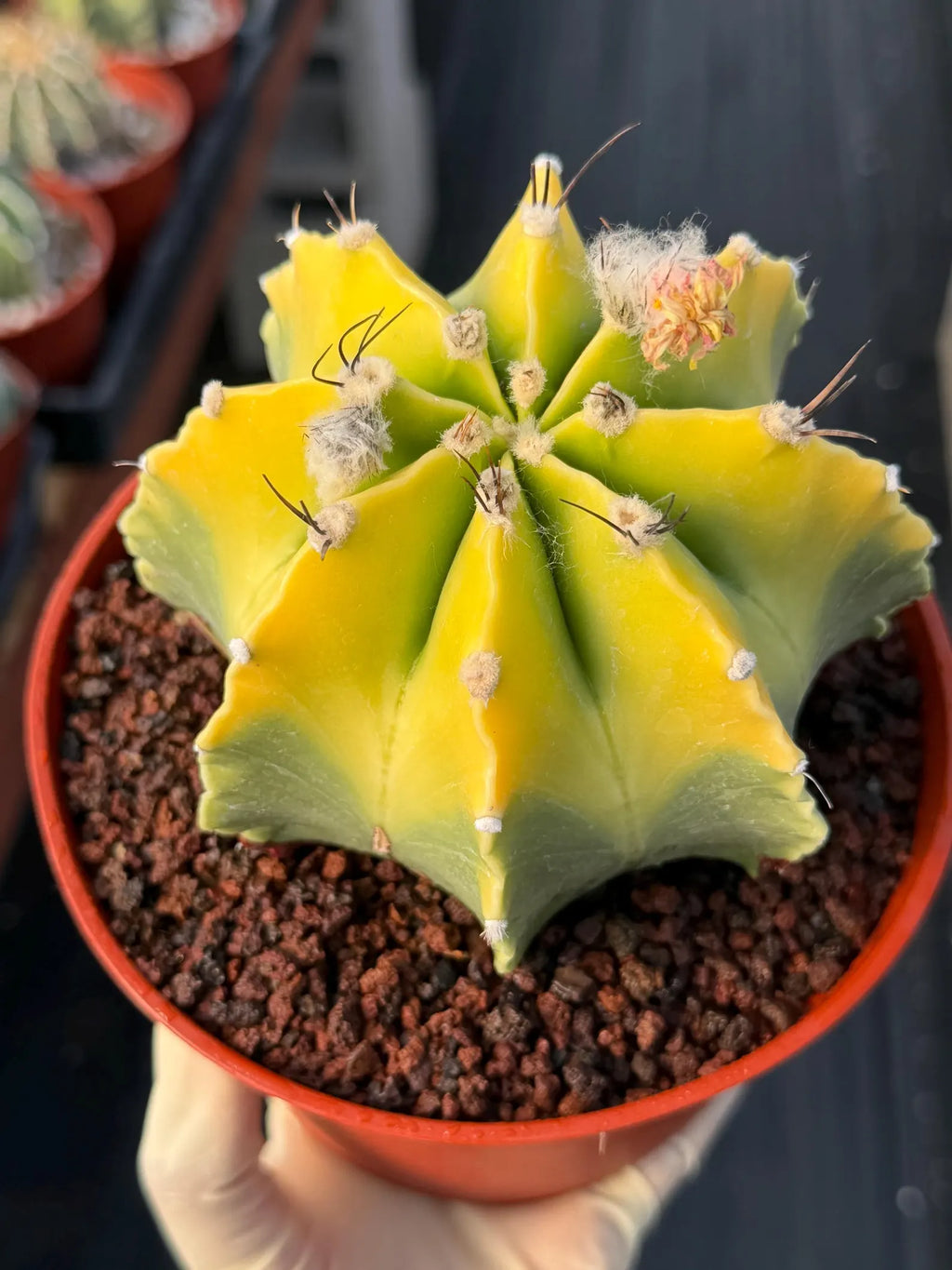 8-Rib Variegated Astrophytum Myriostigma Cactus #673