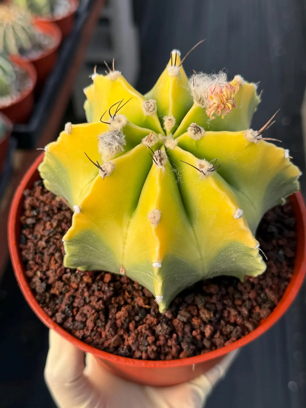 8-Rib Variegated Astrophytum Myriostigma Cactus #673