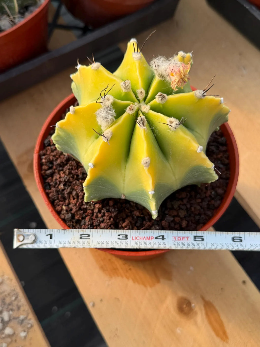 8-Rib Variegated Astrophytum Myriostigma Cactus #673