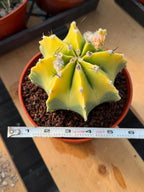 8-Rib Variegated Astrophytum Myriostigma Cactus #673
