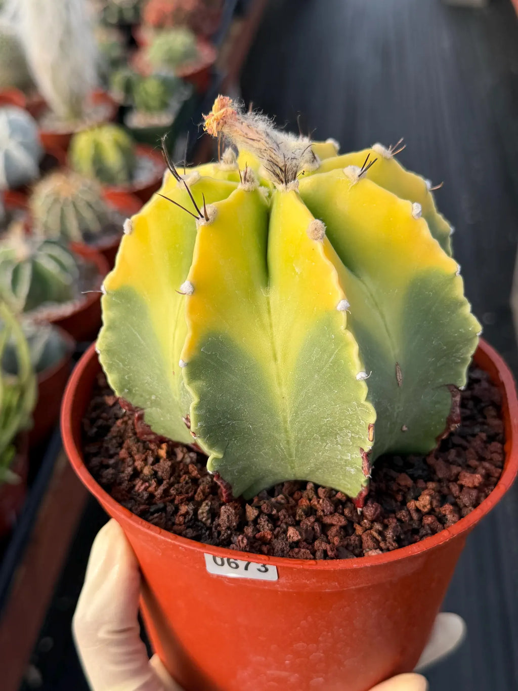 8-Rib Variegated Astrophytum Myriostigma Cactus #673