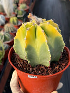 8-Rib Variegated Astrophytum Myriostigma Cactus #673
