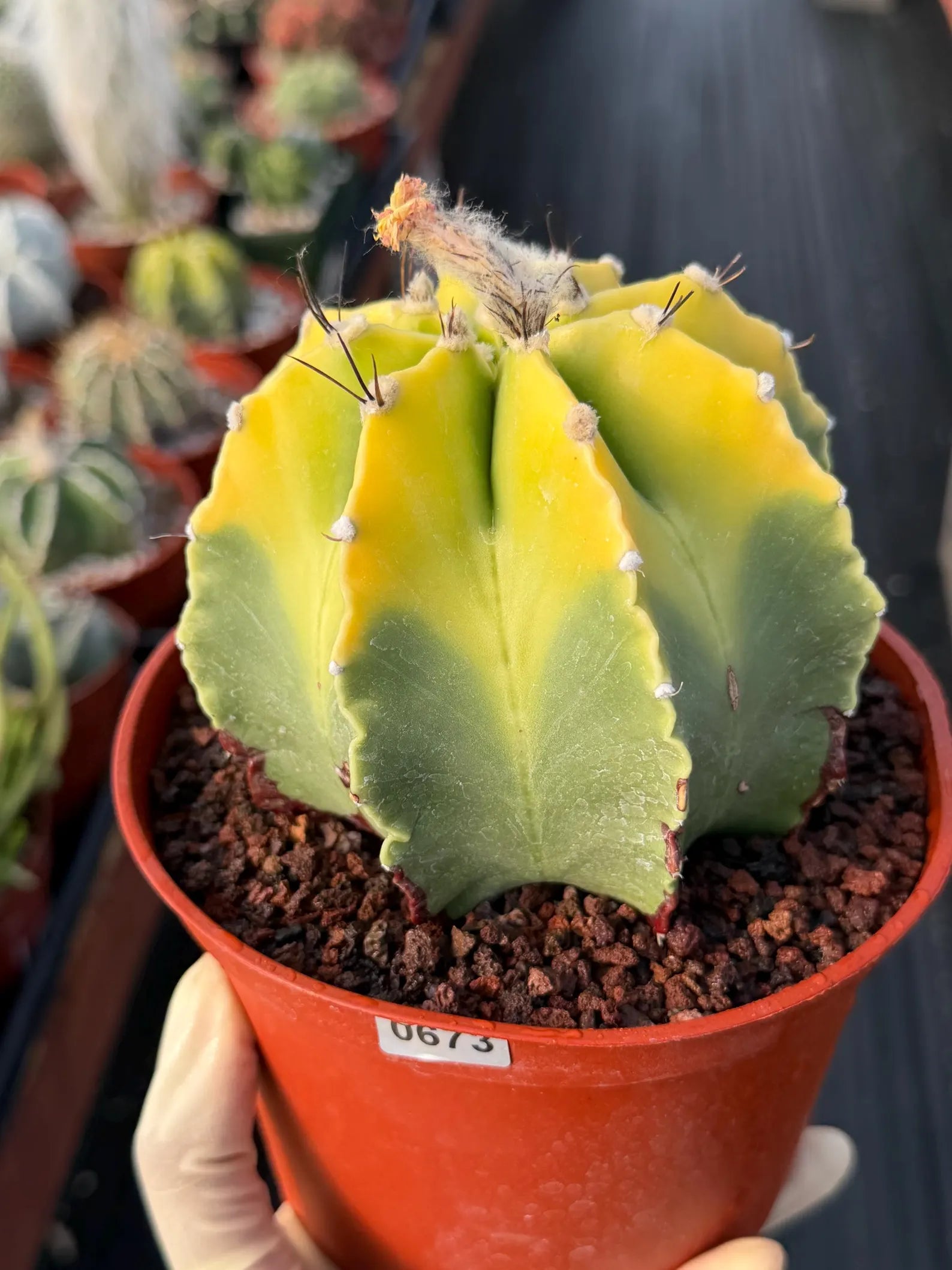 8-Rib Variegated Astrophytum Myriostigma Cactus #673