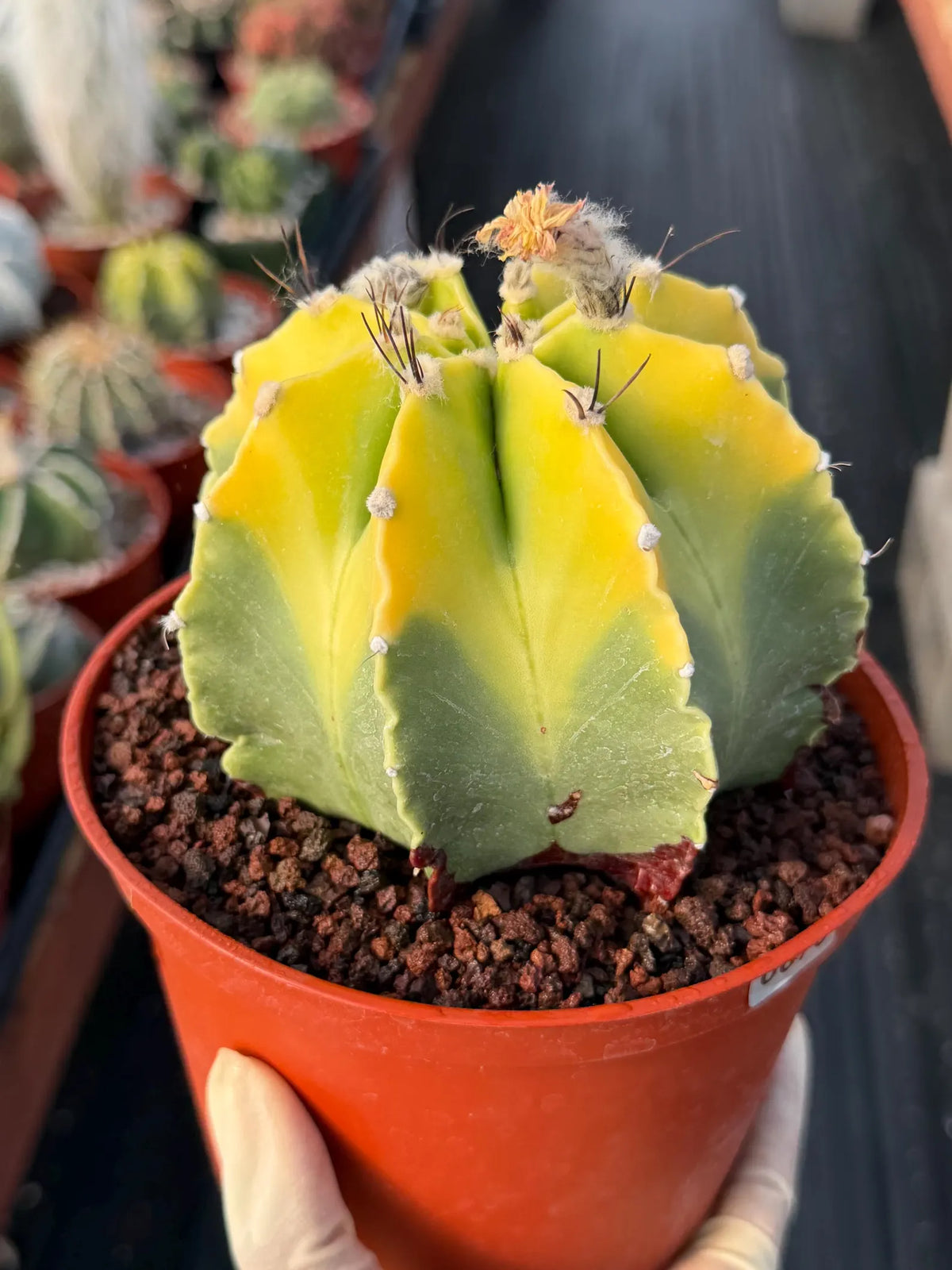 8-Rib Variegated Astrophytum Myriostigma Cactus #673