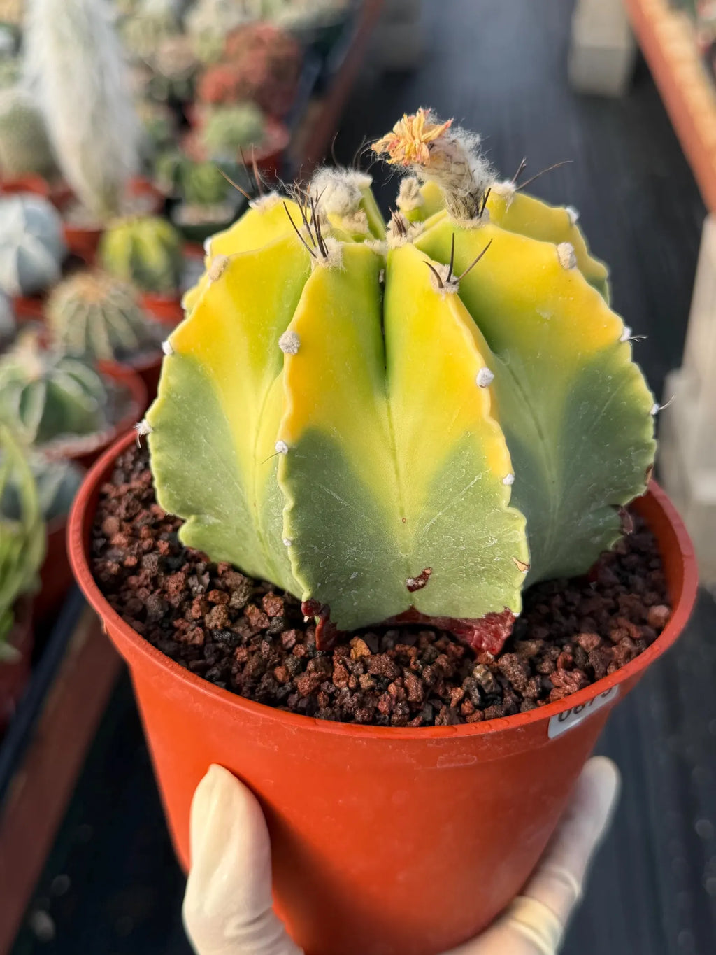 8-Rib Variegated Astrophytum Myriostigma Cactus #673