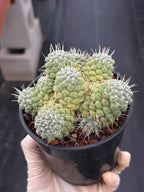 Mammillaria Schumannii Cluster Seed Grown Live Cactus #429