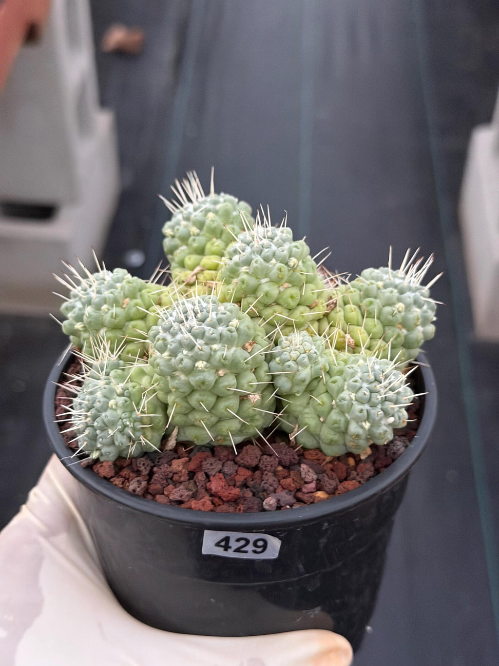 Mammillaria Schumannii Cluster Seed Grown Live Cactus #429