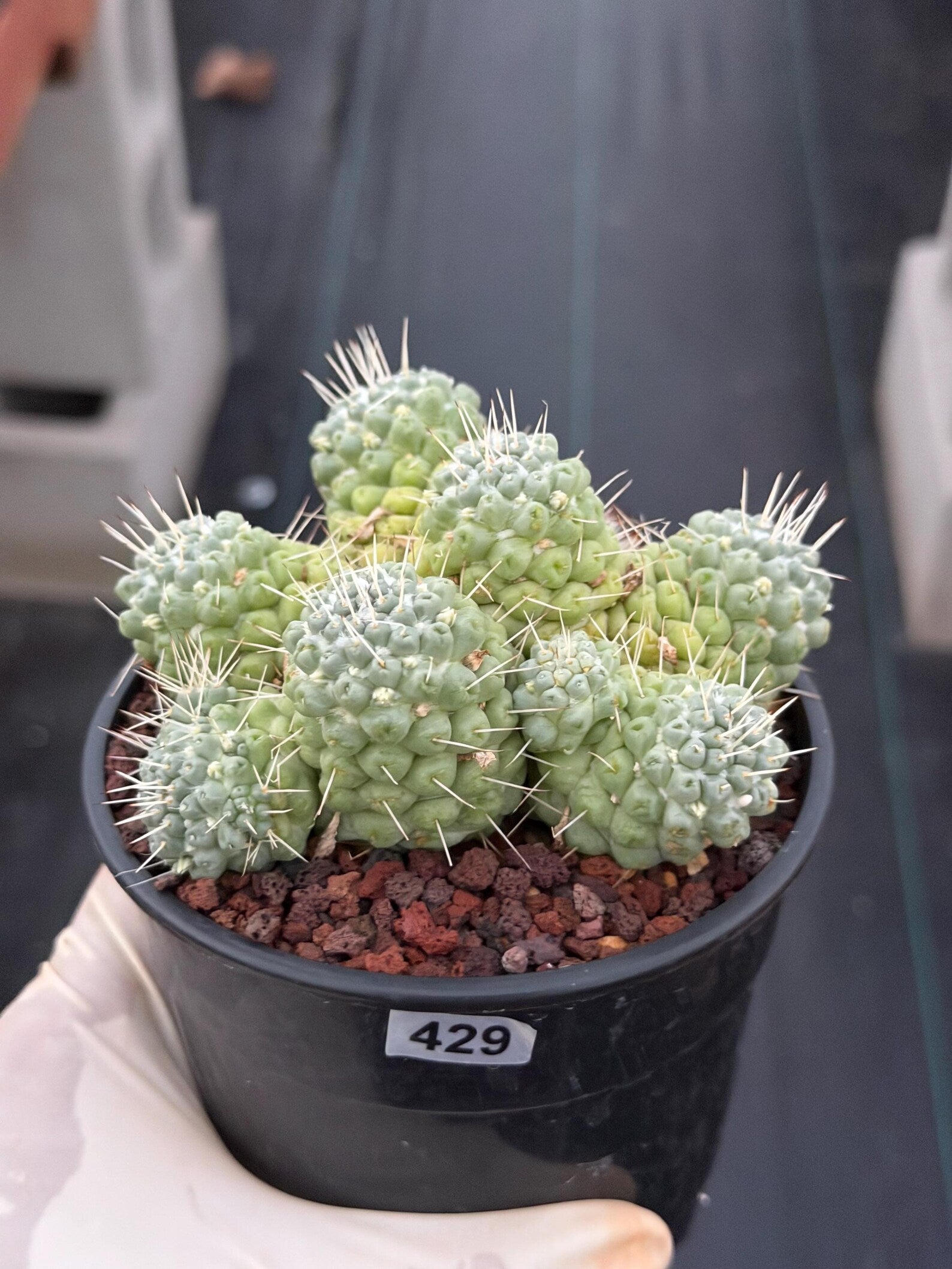 Mammillaria Schumannii Cluster Seed Grown Live Cactus #429
