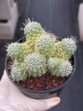 Mammillaria Schumannii Cluster Seed Grown Live Cactus #429