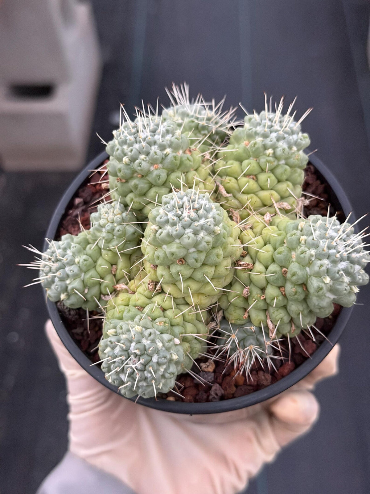 Mammillaria Schumannii Cluster Seed Grown Live Cactus #429