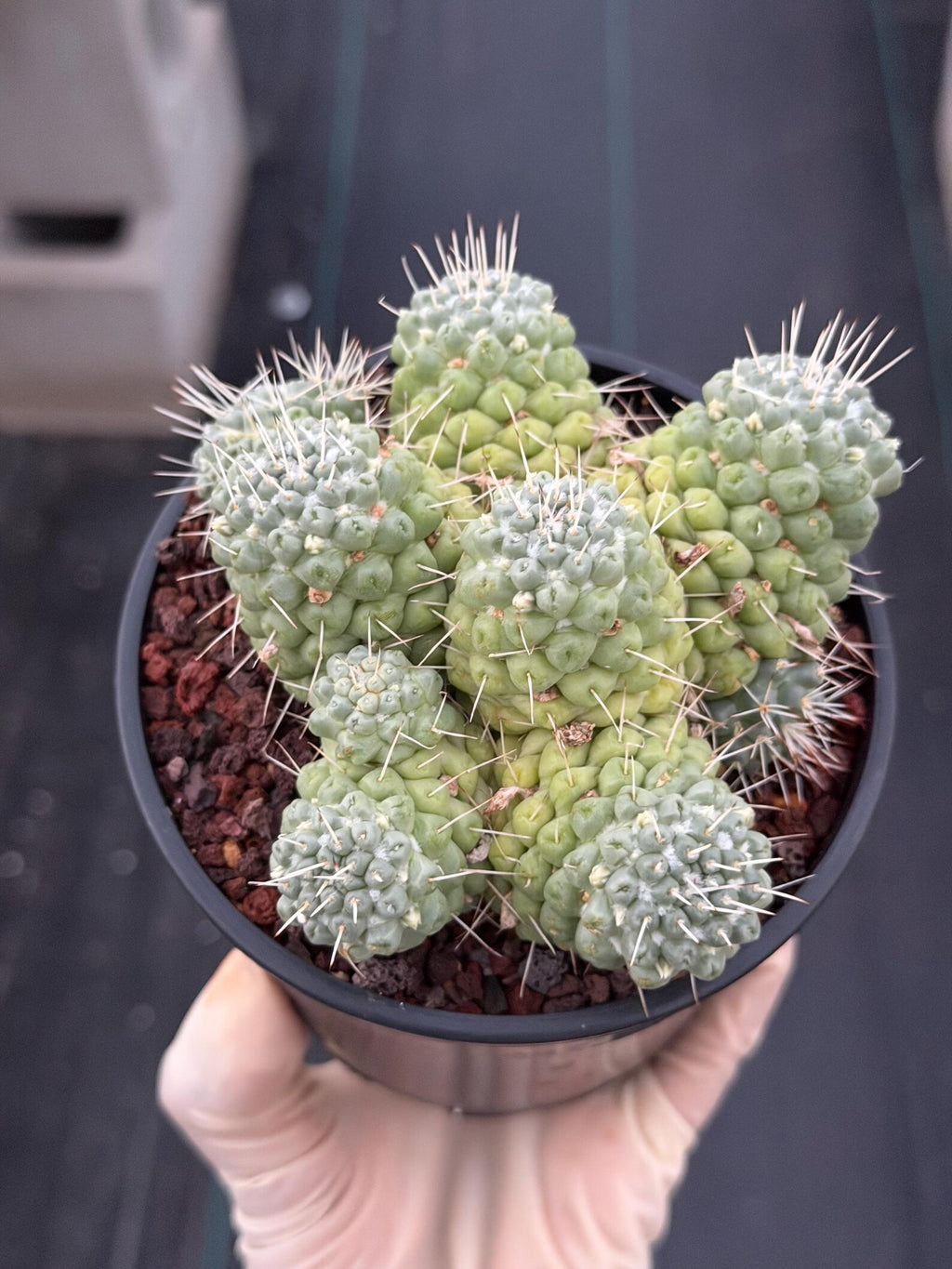 Mammillaria Schumannii Cluster Seed Grown Live Cactus #429