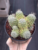 Mammillaria Schumannii Cluster Seed Grown Live Cactus #429