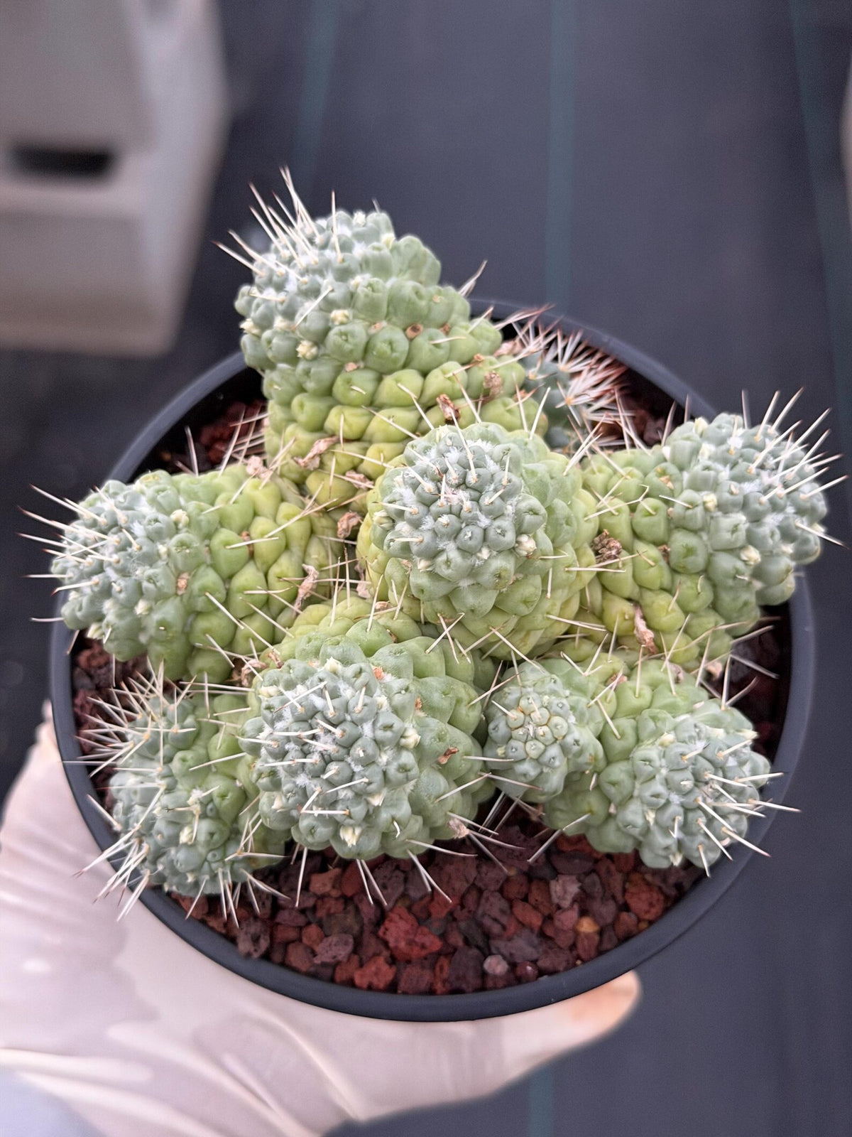 Mammillaria Schumannii Cluster Seed Grown Live Cactus #429