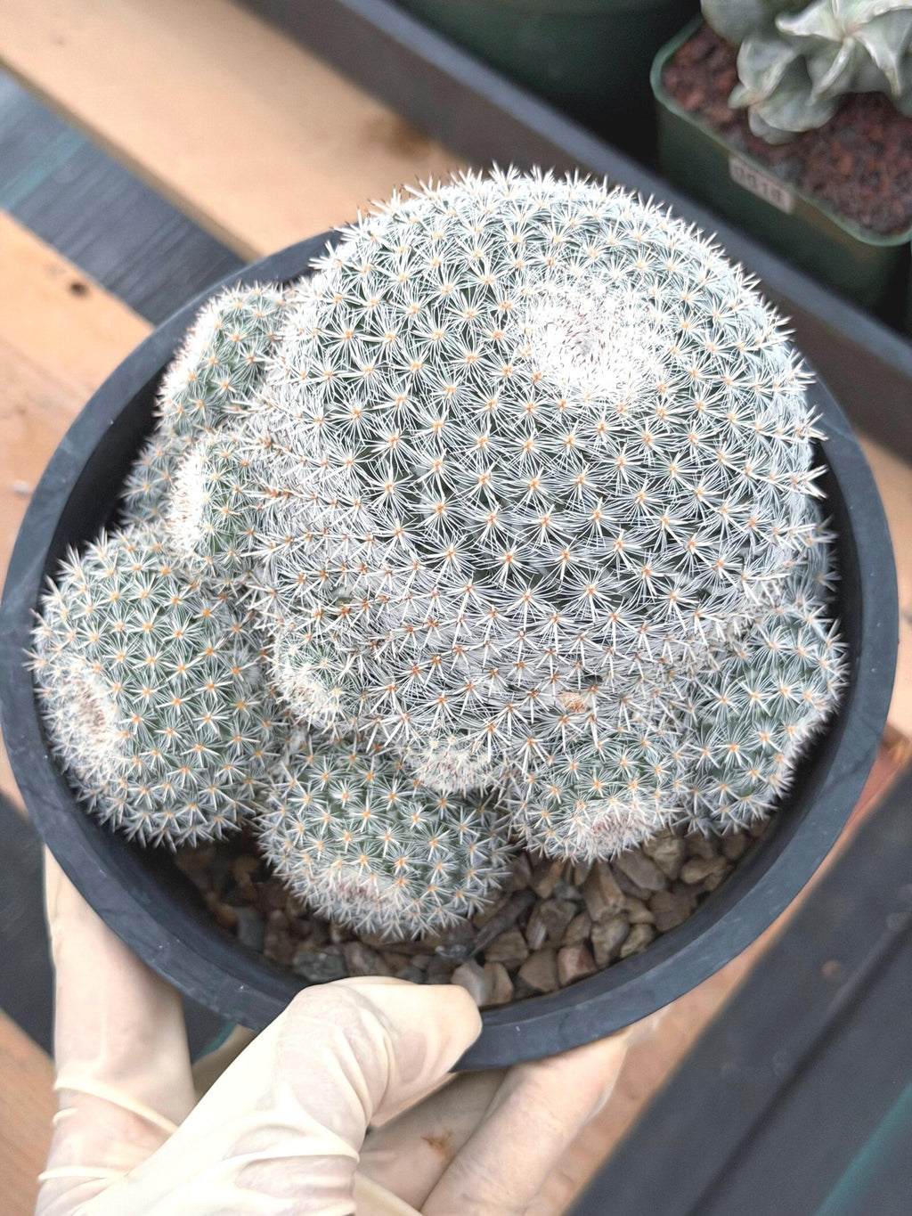 Large White Mammillaria Cluster Rare Live Cactus #764