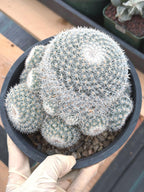 Large White Mammillaria Cluster Rare Live Cactus #764