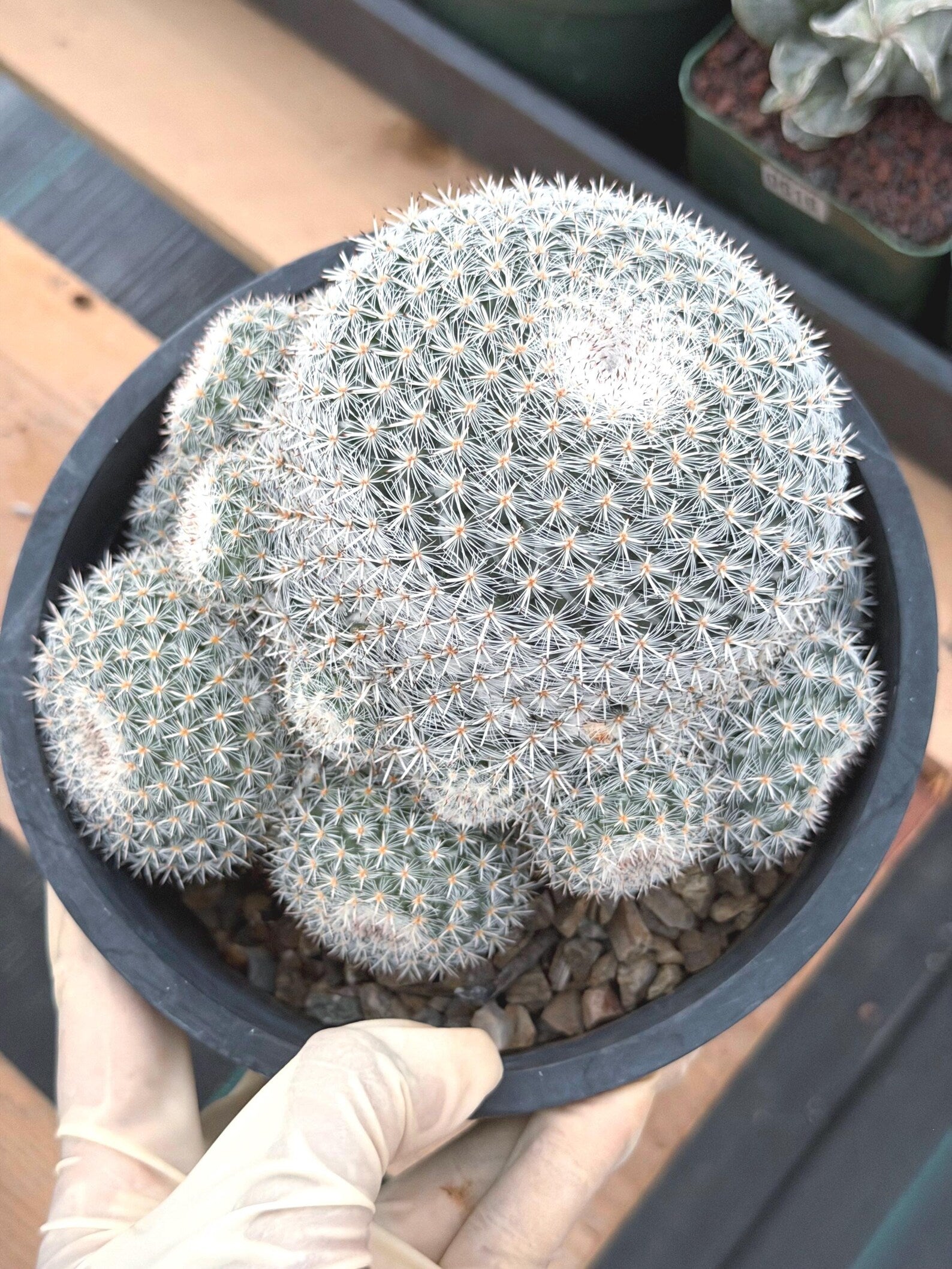 Large White Mammillaria Cluster Rare Live Cactus #764