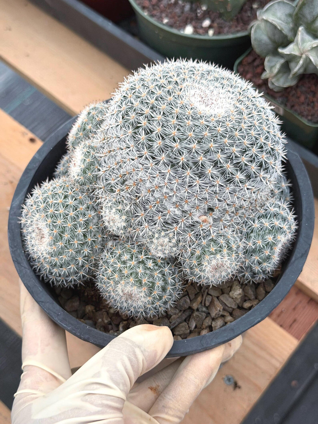 Large White Mammillaria Cluster Rare Live Cactus #764
