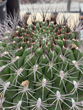 Large Gymnocalycium Saglionis Seed Grown Rare Cactus #763