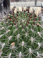 Large Gymnocalycium Saglionis Seed Grown Rare Cactus #763