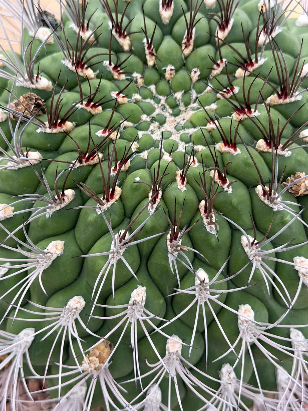 Large Gymnocalycium Saglionis Seed Grown Rare Cactus #763