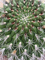 Large Gymnocalycium Saglionis Seed Grown Rare Cactus #763