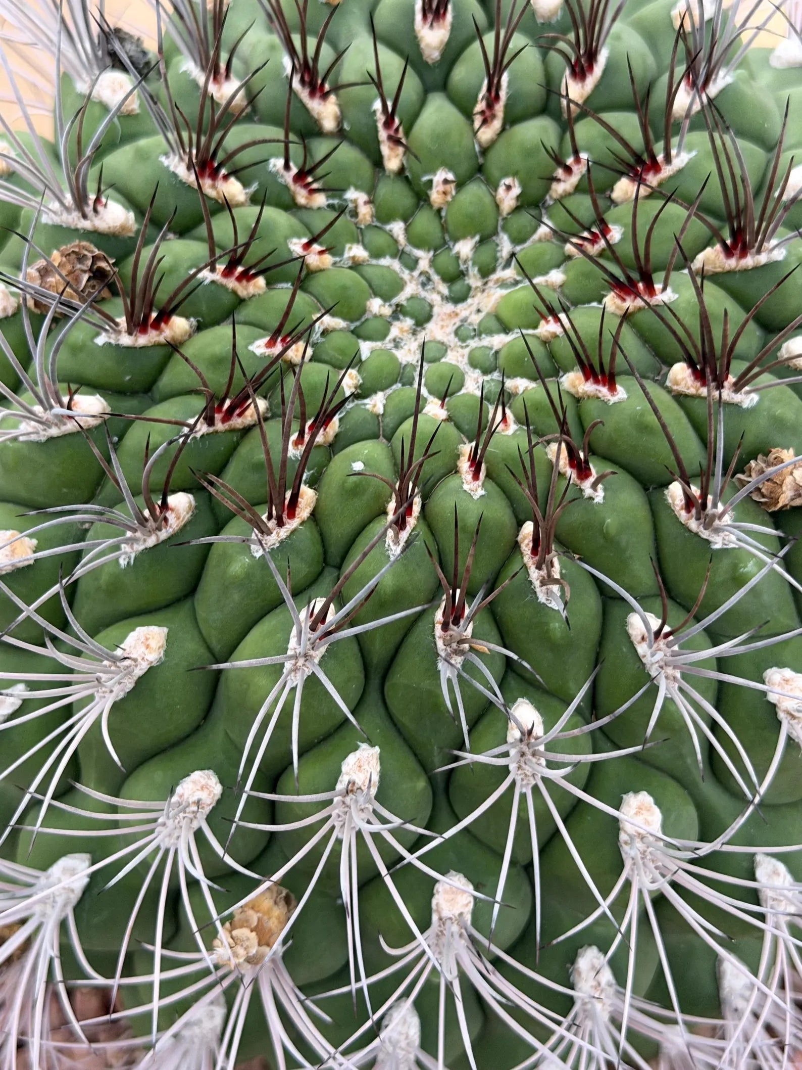 Large Gymnocalycium Saglionis Seed Grown Rare Cactus #763