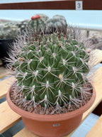 Large Gymnocalycium Saglionis Seed Grown Rare Cactus #763