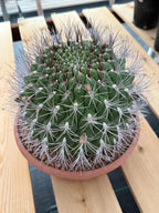 Large Gymnocalycium Saglionis Seed Grown Rare Cactus #763
