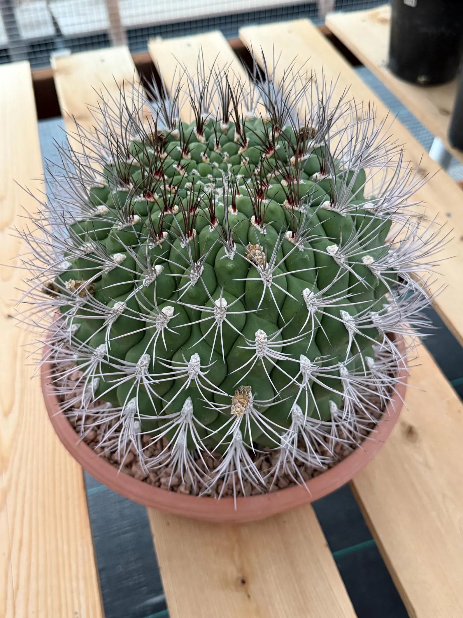 Large Gymnocalycium Saglionis Seed Grown Rare Cactus #763