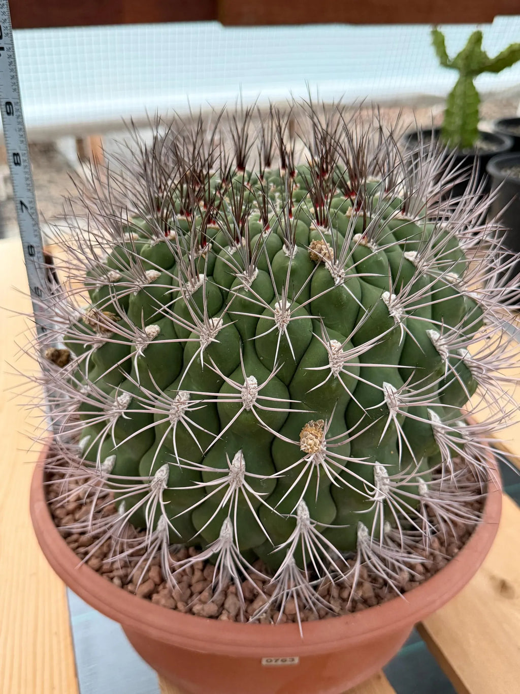 Large Gymnocalycium Saglionis Seed Grown Rare Cactus #763