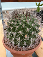 Large Gymnocalycium Saglionis Seed Grown Rare Cactus #763