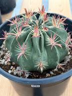 Large Ferocactus Latispinus Barrel Cactus Live Plant #762