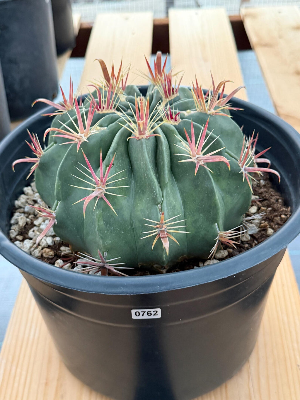 Large Ferocactus Latispinus Barrel Cactus Live Plant #762