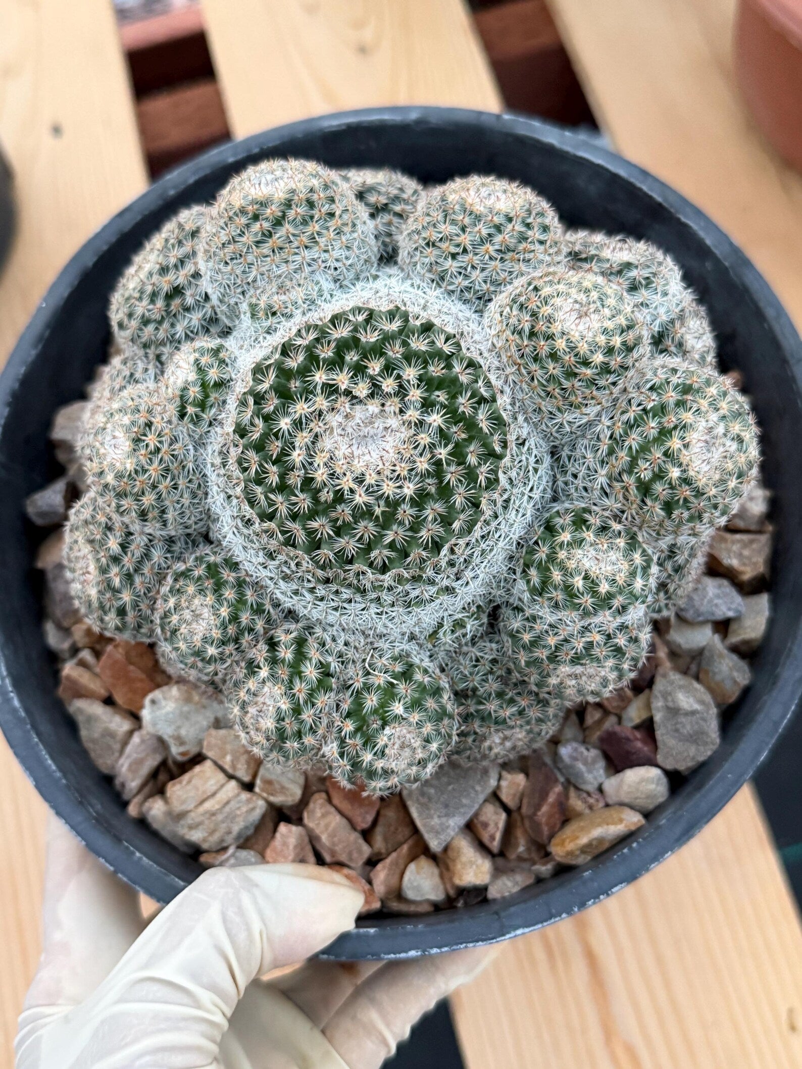 Mammillaria Cluster Specimen Cactus with Pups #760