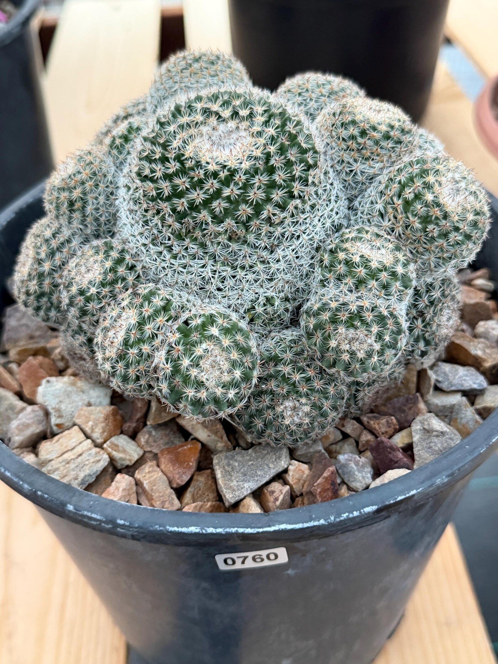 Mammillaria Cluster Specimen Cactus with Pups #760